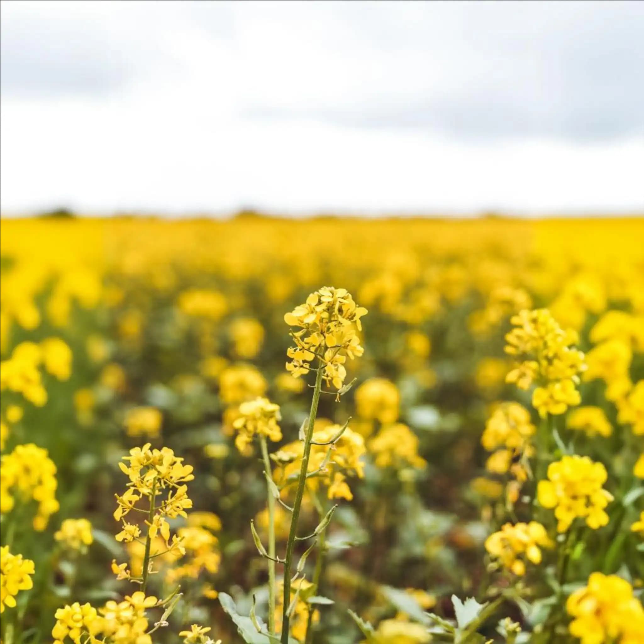 Mustard Honey