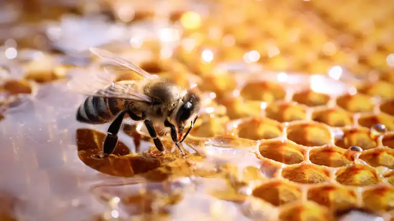 A variety of honey products